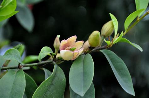 含笑花種植|含笑花種植常見問題